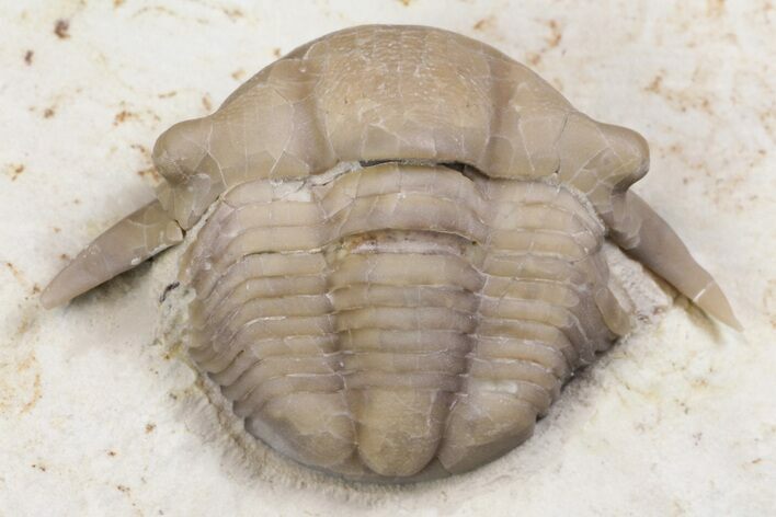 Wide, Thaleops Trilobite - Wisconsin #163456